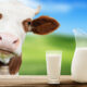Je li mlijeko štetno?