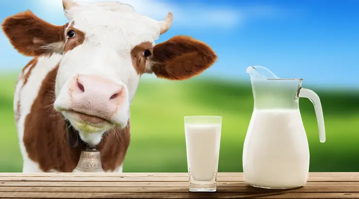 Je li mlijeko štetno?