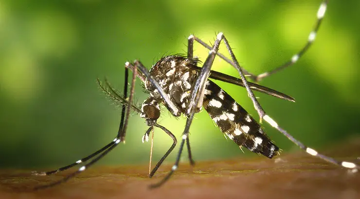 najbolje sredstvo protiv komaraca