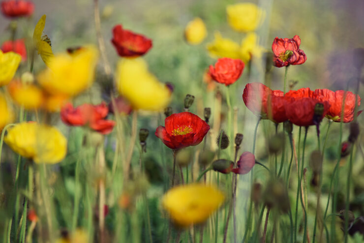 53. Međunarodna vrtna izložba Floraart - Zagreb