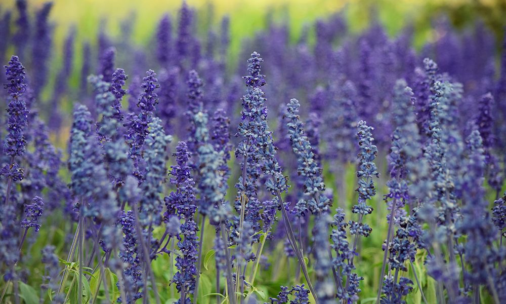 53. Međunarodna vrtna izložba Floraart - Zagreb