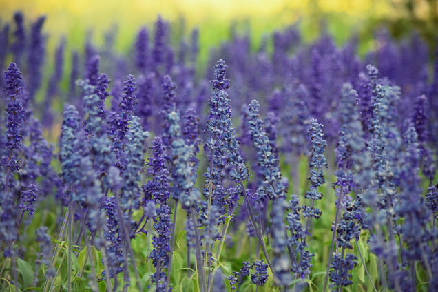 53. Međunarodna vrtna izložba Floraart - Zagreb