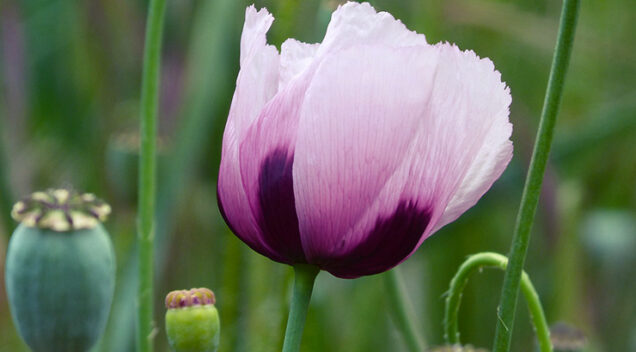 papaver somniferum upotreba