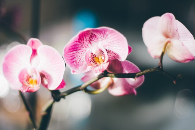 Kako zalijevati orhideje?