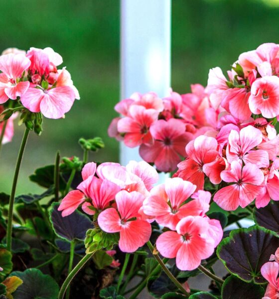 Rascvjetane pelargonije na prozoru.
