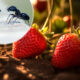Kako se riješiti mrava u jagodama?