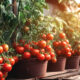 Savjeti za uzgoj paradajza. Kako uzgojiti paradajze na balkonu?