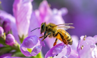 Kako zaštiti pčelu od insekticida, herbicida i pesticida?