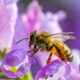 Kako zaštiti pčelu od insekticida, herbicida i pesticida?
