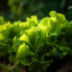 Kako uzgojiti zelenu salatu?