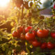 Dubina sadnje presadnica rajčica na gredice? Kako pravilno saditi rajčice i razviti snažan korijenov sustav? Savjeti za uspješan uzgoj rajčica na otvorenom.