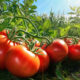 Kako gnojiti paradajze? Kako prihranjivati rajčice?