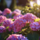Treba li skidati osušene cvjetove s hortenzije?