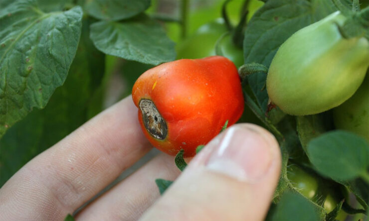 Kako spriječiti truljenje paradajza?