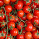 Kako znati da je paradajz zreo?