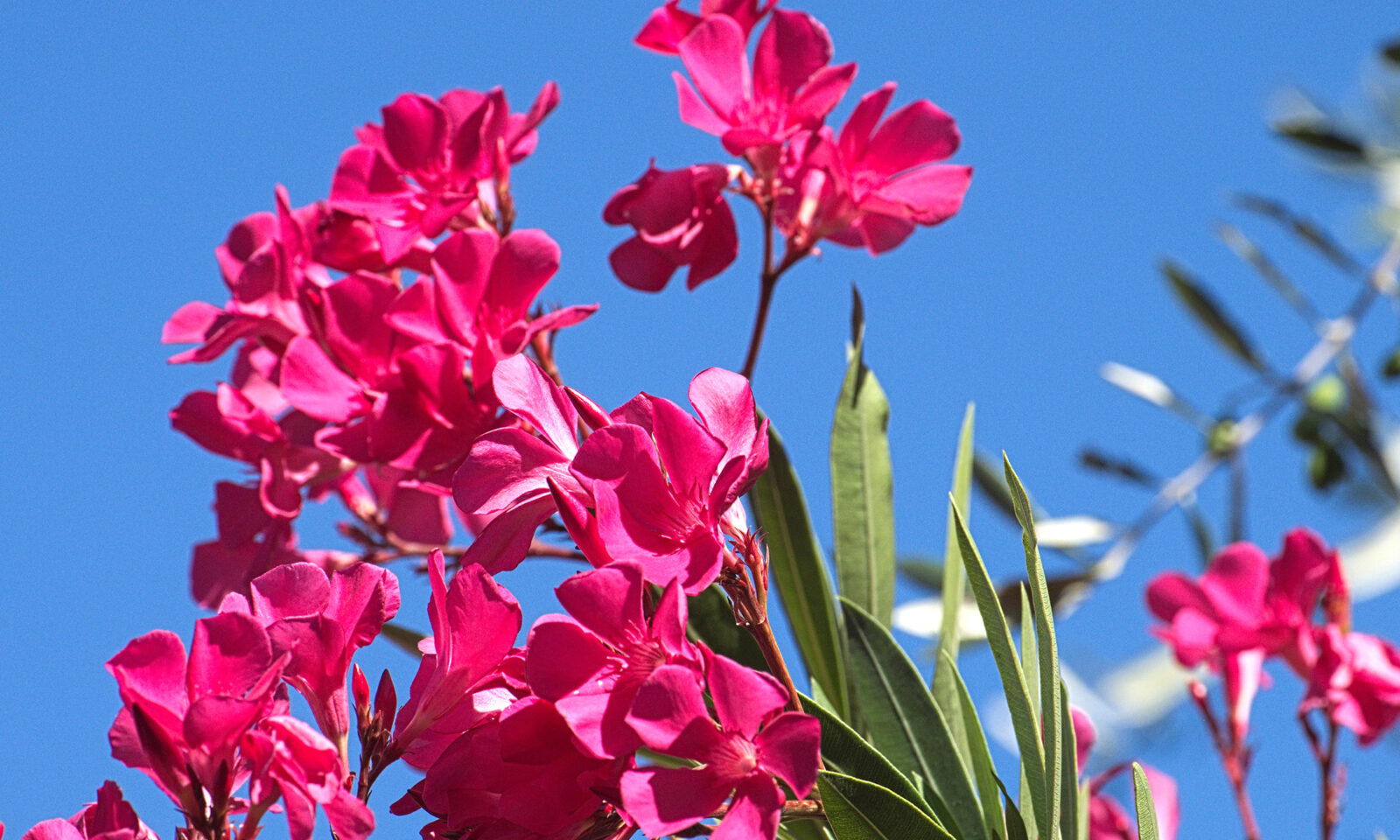 je li oleander otrovan?