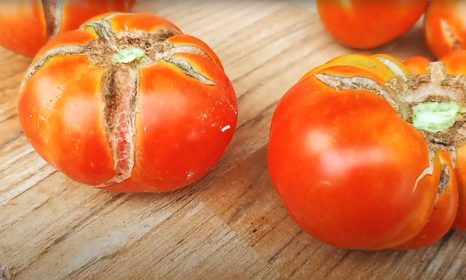 Zašto mi paradajzi pucaju