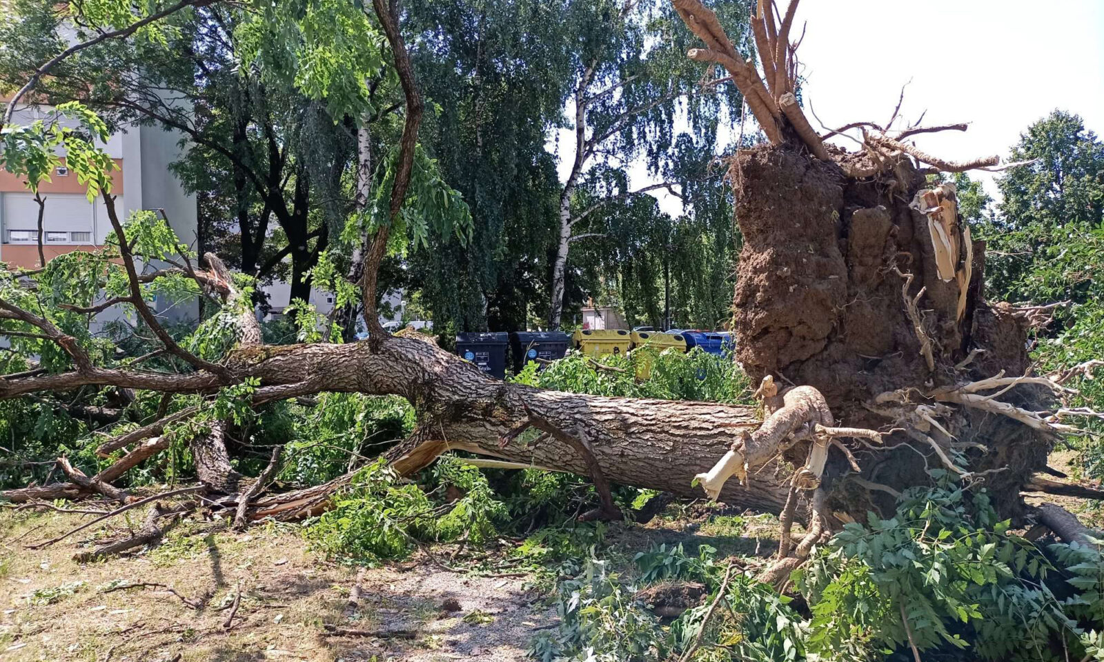 kad će se dijeliti drva srušena u nevremenu?