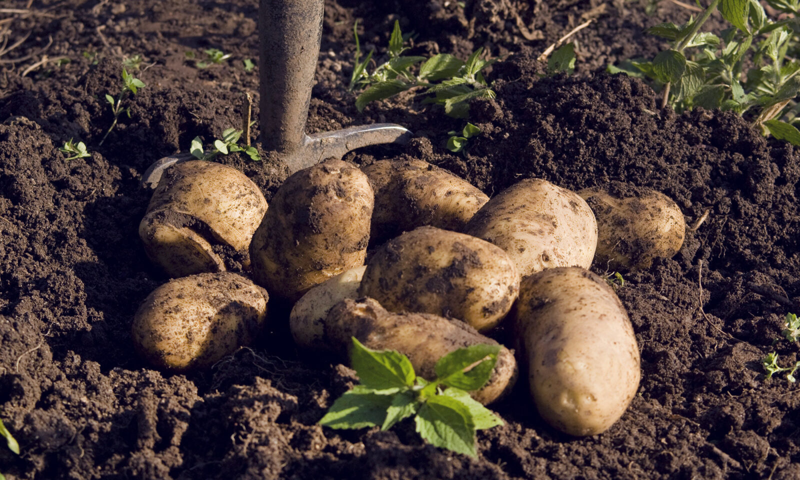 Kada pobrati krumpir? Treba li kositi cimu prije berbe?