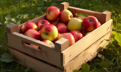 Kako čuvati jabuke i kruške preko zime?