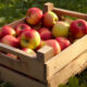 Kako čuvati jabuke i kruške preko zime?