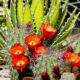 Pustinjski kaktusi zahtijevaju specifičnu njegu: zimi trebaju niske temperature bez zalijevanja za cvatnju, ljeti ih treba štititi od kiše. Otporni su na sušu, ali mokro tlo može uzrokovati truljenje. Pravilna njega, kontrola vlažnosti i tla ključni su za željeni spori rast i dugovječnost. Pripazite na uvjete zimovanja i ljetovanja za optimalno zdravlje kaktusa.