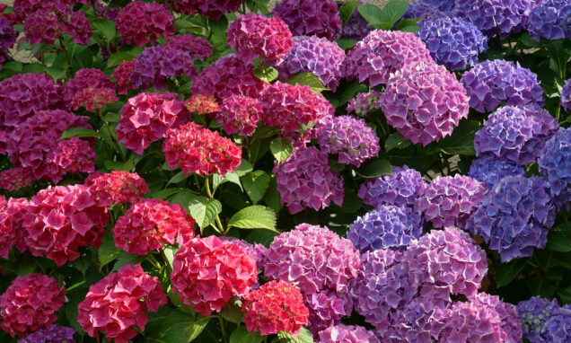 Hortenzije zahtijevaju pažljivu njegu za obilno i zdravo cvjetanje. Pravilno gnojenje i orezivanje ključni su. Odaberite sporootpuštajuće gnojivo bogato fosforom za obilje cvijeta.