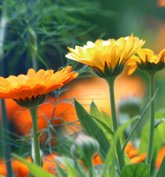 Kako posijati i uzgojiti neven za nevenovu mast?