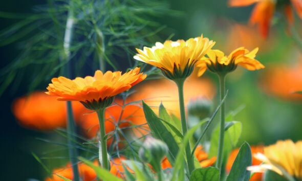 Kako posijati i uzgojiti neven za nevenovu mast?