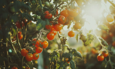 Naklijavanje sjemena rajčice: Tehnika ubrzava uzgoj i jača presadnice. Prednost je odvajanje životno snažnih sjemenki. Isplativost razmotrite prije početka procesa. Potrebni su sjeme, vlažan papir, plastične vrećice.