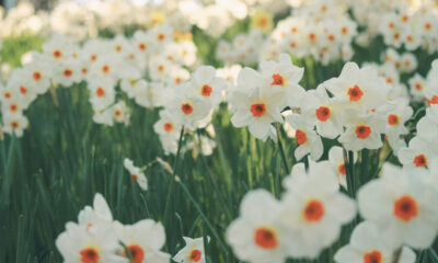 Narcisi cvatući označavaju dolazak proljeća! No, kako iz godine u godinu poboljšati njihovo cvjetanje? Priprema tla, pravilna sadnja i održavanje ključni su faktori. Pročitajte kako ojačati lukovice i uživati u predivnim cvjetovima.
