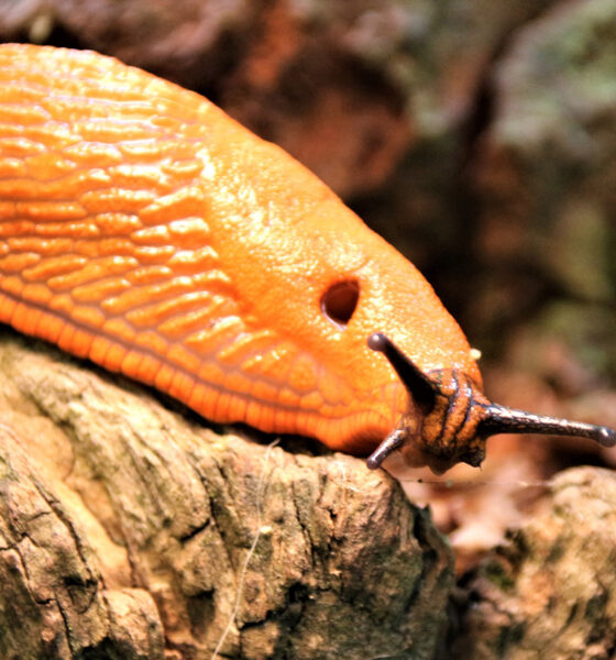 Kako se riješiti puževa golaća bez kemikalija i otrova?