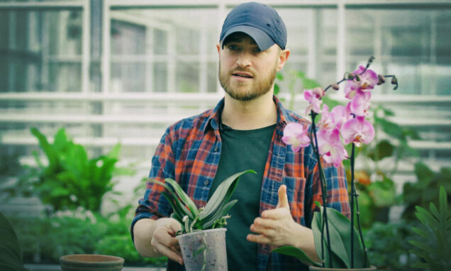 Phalaenopsis orhideje mogu cvjetati godinama uz malo pažnje. Stručnjak Tony Le-Britton otkriva kako ih pravilno orezivati, presađivati i zalijevati te gdje ih smjestiti kako bi bile zdrave i redovito cvjetale. Nisu cvijet za baciti – već dugovječna ljepotica!