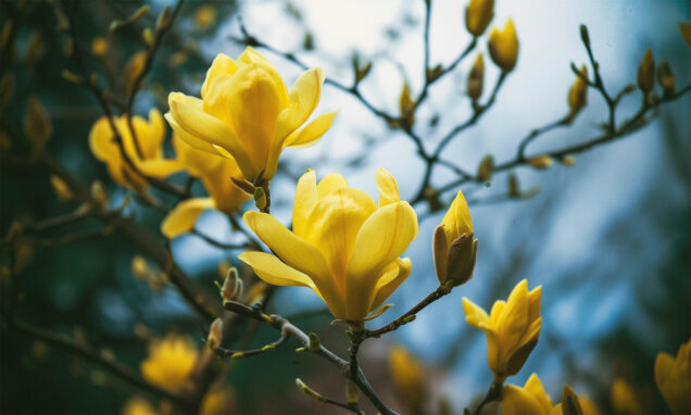 Magnolije su među najstarijim cvjetnicama na svijetu, s fosilima starim do 95 milijuna godina. U Hrvatskoj dominira Magnolia soulangeana, a popularne nove boje uključuju Black Tulip i Felix Jury. Magnolije preferiraju kisela tla i sunčana mjesta, a trebaju oprezno orezivanje i redovito zalijevanje u prvim godinama.
