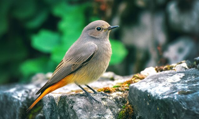 Crvenrepka (Phoenicurus ochruros) – prepoznatljiva ptica s tamnosivim perjem i crvenim repom koju često viđamo u vrtovima i dvorištima. Saznajte zašto je važno štititi ovu korisnu i ugroženu vrstu.