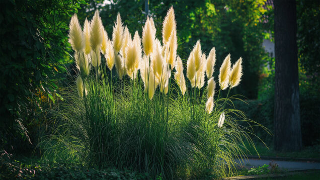 Cortaderia selloana, poznata kao pampas trava, ukrasna je trajnica s velikim, paperjastim metlicama koje unose eleganciju u svaki vrt. Cvate ljeti i ranu jesen, idealna za sunčana mjesta i dekorativne rubove. Minimalno održavanje, maksimalan dojam.