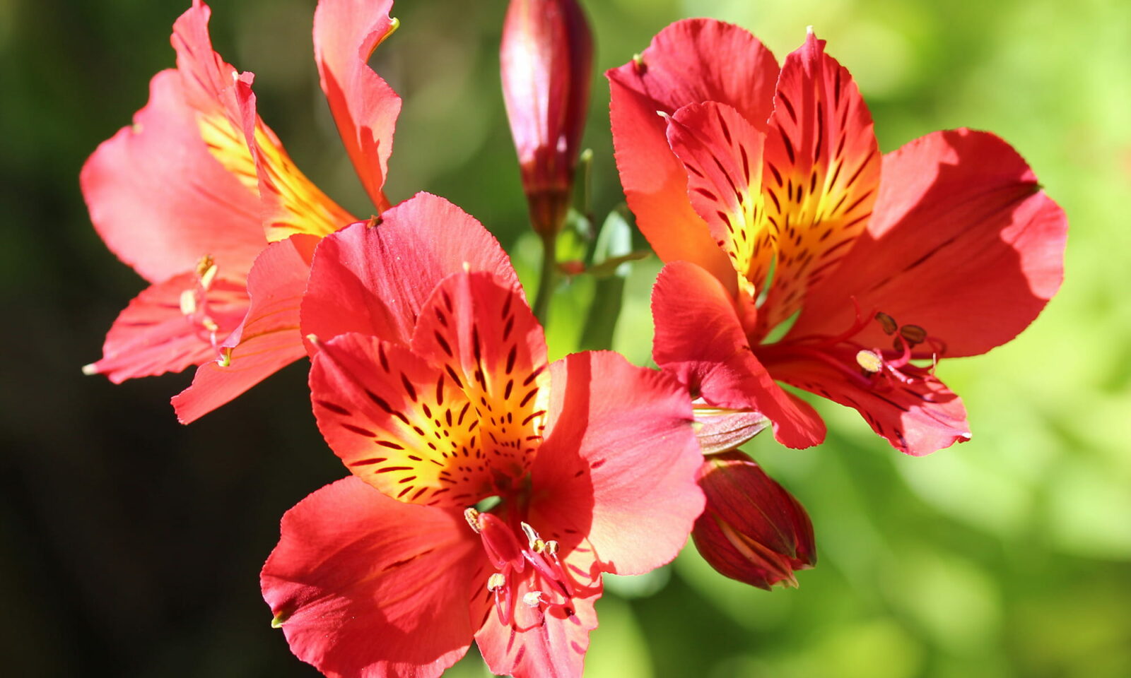 Alstroemeria, uobičajeno nazvana peruanski ljiljan ili ljiljan Inka, rod je cvjetnica iz porodice Alstroemeriaceae