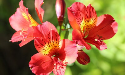 Alstroemeria, uobičajeno nazvana peruanski ljiljan ili ljiljan Inka, rod je cvjetnica iz porodice Alstroemeriaceae