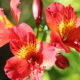 Alstroemeria, uobičajeno nazvana peruanski ljiljan ili ljiljan Inka, rod je cvjetnica iz porodice Alstroemeriaceae