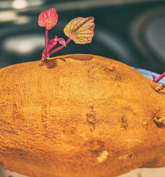 Batat (sweet potato) bogat vlaknima, vitaminima A, B6 i C te antioksidansima, povrće koje jača probavu, imunitet, zdravlje kože i mentalno zdravlje.