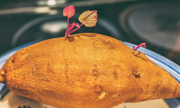 Batat (sweet potato) bogat vlaknima, vitaminima A, B6 i C te antioksidansima, povrće koje jača probavu, imunitet, zdravlje kože i mentalno zdravlje.