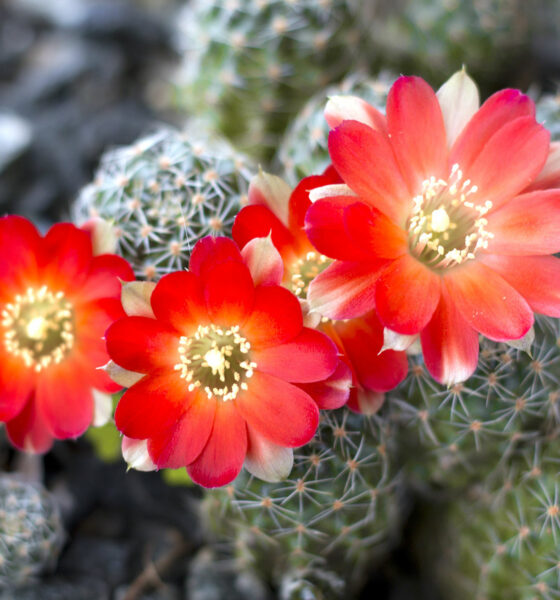 Kaktusi su biljke koje traže malo njege, ali ta njega treba biti pravovremena.