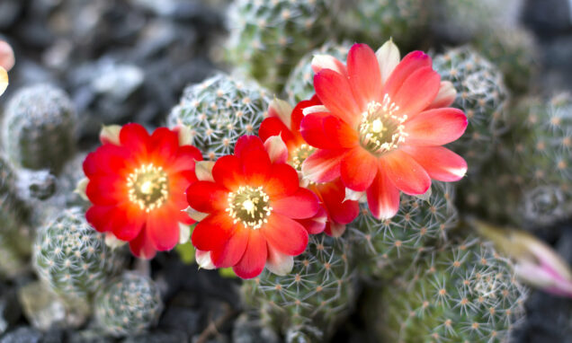 Kaktusi su biljke koje traže malo njege, ali ta njega treba biti pravovremena.