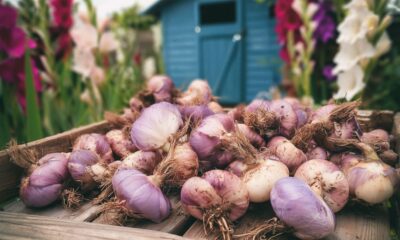 Gomolji gladiola spremni za skladištenje.
