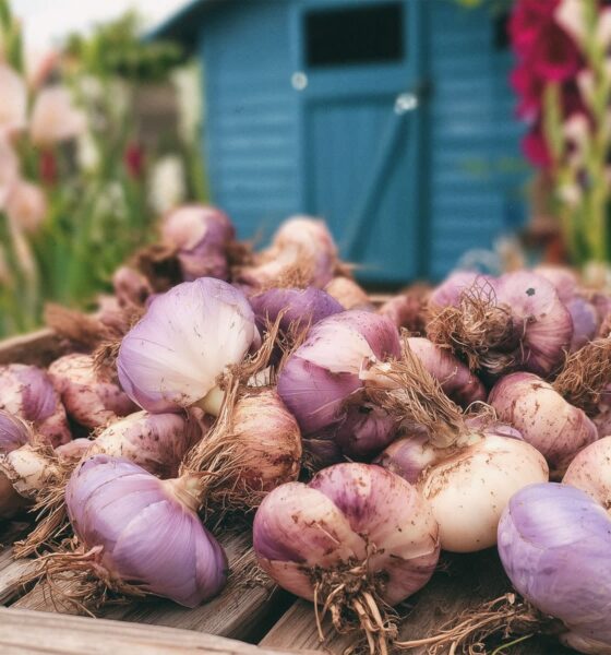Gomolji gladiola spremni za skladištenje.