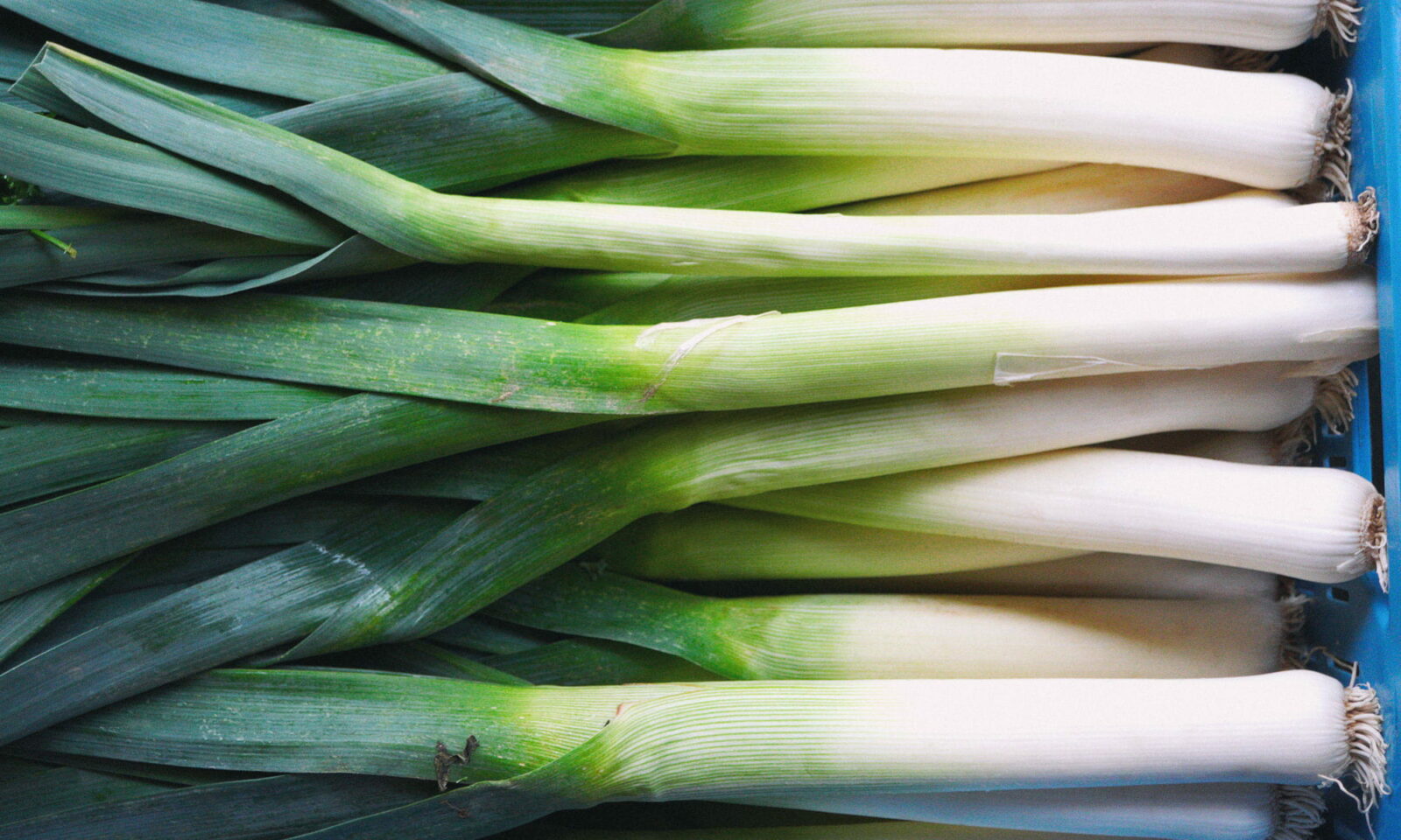 Svježi poriluk na stolu.