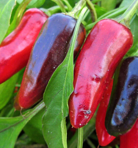 Crvena paprika tipa roga u vrtu.