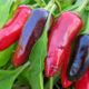 Crvena paprika tipa roga u vrtu.
