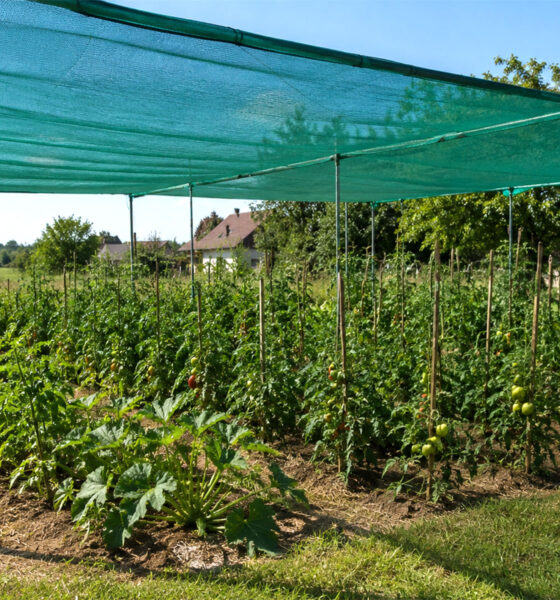 Zelena mreža za zasjenjivanje postavljena iznad rajčica, paprika i drugog povrća u vrtu u kontinentalnoj Hrvatskoj, s otvorenim bočnim stranama radi strujanja zraka.