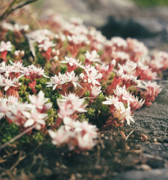 Niski žednjak (Sedum) s mesnatim zelenim listovima i žutim zvjezdastim cvjetovima u sunčanom kamenjaru.